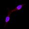 MAX Interactor 1, Dimerization Protein antibody, AF4185, R&D Systems, Immunofluorescence image 