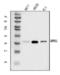 GrpE Like 1, Mitochondrial antibody, A12830-1, Boster Biological Technology, Western Blot image 