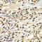 Zinc Finger Protein 169 antibody, 22-977, ProSci, Immunohistochemistry frozen image 