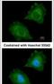 Aspartoacylase antibody, PA5-22272, Invitrogen Antibodies, Immunofluorescence image 