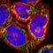 Armadillo Repeat Containing 10 antibody, NBP1-81128, Novus Biologicals, Immunofluorescence image 