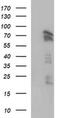 Angiomotin antibody, MA5-26322, Invitrogen Antibodies, Western Blot image 