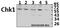 Checkpoint Kinase 1 antibody, A01060-1, Boster Biological Technology, Western Blot image 