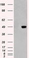 GFAP antibody, CF500338, Origene, Western Blot image 