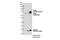 Signal Transducing Adaptor Molecule 2 antibody, 14674S, Cell Signaling Technology, Western Blot image 