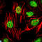 Zinc Finger And BTB Domain Containing 16 antibody, LS-C812743, Lifespan Biosciences, Western Blot image 