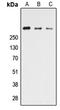 Cadherin EGF LAG seven-pass G-type receptor 3 antibody, LS-C354607, Lifespan Biosciences, Western Blot image 