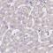 Eva1 antibody, NBP2-31836, Novus Biologicals, Immunohistochemistry frozen image 