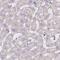 Myelin Protein Zero Like 2 antibody, NBP2-31836, Novus Biologicals, Immunohistochemistry frozen image 