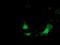 Ketohexokinase antibody, GTX84277, GeneTex, Immunofluorescence image 
