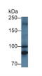 Mitochondrial Translational Initiation Factor 2 antibody, LS-C711761, Lifespan Biosciences, Western Blot image 