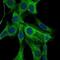 Actin Alpha 2, Smooth Muscle antibody, NBP2-37641, Novus Biologicals, Immunofluorescence image 