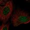 Zinc Finger Protein 771 antibody, PA5-65076, Invitrogen Antibodies, Immunofluorescence image 