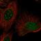 Zinc Finger Protein 771 antibody, PA5-65076, Invitrogen Antibodies, Immunofluorescence image 