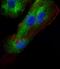 Adaptor Related Protein Complex 1 Subunit Mu 1 antibody, A10072-2, Boster Biological Technology, Immunofluorescence image 