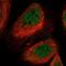 Lysosomal Trafficking Regulator antibody, PA5-65778, Invitrogen Antibodies, Immunofluorescence image 