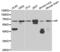 Haptoglobin antibody, abx001322, Abbexa, Western Blot image 