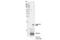 H3 Histone Family Member 3B antibody, 26218S, Cell Signaling Technology, Western Blot image 