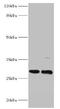 Phosphatidylinositol Glycan Anchor Biosynthesis Class X antibody, CSB-PA848395LA01HU, Cusabio, Western Blot image 