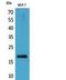 Histone H3 antibody, STJ96785, St John