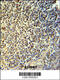 ELP antibody, 61-794, ProSci, Immunohistochemistry paraffin image 