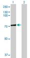 Acyl-CoA Synthetase Long Chain Family Member 3 antibody, H00002181-D01P, Novus Biologicals, Western Blot image 