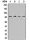 Zinc Finger Protein 544 antibody, LS-C668597, Lifespan Biosciences, Western Blot image 