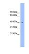 Fucosyltransferase 1 (H Blood Group) antibody, NBP1-57016, Novus Biologicals, Western Blot image 