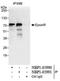 Clathrin Interactor 1 antibody, NBP1-05990, Novus Biologicals, Western Blot image 