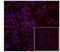 TSC22 Domain Family Member 3 antibody, 12-4033-82, Invitrogen Antibodies, Immunofluorescence image 