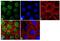 Protein Phosphatase 2 Regulatory Subunit B'Gamma antibody, 39-3600, Invitrogen Antibodies, Immunofluorescence image 