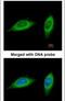 Methylenetetrahydrofolate Dehydrogenase (NADP+ Dependent) 2, Methenyltetrahydrofolate Cyclohydrolase antibody, PA5-28169, Invitrogen Antibodies, Immunofluorescence image 