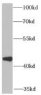 C-X-C Motif Chemokine Receptor 3 antibody, FNab09859, FineTest, Western Blot image 