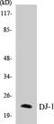 Parkinsonism Associated Deglycase antibody, EKC1171, Boster Biological Technology, Western Blot image 