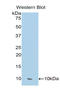 C-C Motif Chemokine Ligand 17 antibody, LS-C296639, Lifespan Biosciences, Western Blot image 