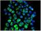 Guanylate Binding Protein 1 antibody, ab131255, Abcam, Immunocytochemistry image 