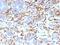 Vimentin antibody, AE00237, Aeonian Biotech, Immunohistochemistry frozen image 