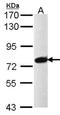 Pre-MRNA Processing Factor 39 antibody, orb74256, Biorbyt, Western Blot image 