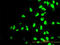 RNA Polymerase I And III Subunit C antibody, LS-C133591, Lifespan Biosciences, Immunofluorescence image 