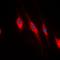 PDZ And LIM Domain 1 antibody, orb214862, Biorbyt, Immunofluorescence image 