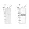 Nuclear Distribution C, Dynein Complex Regulator antibody, NBP1-89510, Novus Biologicals, Western Blot image 