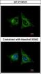 Heme Binding Protein 1 antibody, GTX116121, GeneTex, Immunocytochemistry image 