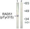 RAD51 Recombinase antibody, LS-C199513, Lifespan Biosciences, Western Blot image 