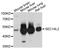 ATP Synthase Membrane Subunit G antibody, PA5-76606, Invitrogen Antibodies, Western Blot image 