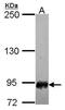 Scm Like With Four Mbt Domains 1 antibody, PA5-22393, Invitrogen Antibodies, Western Blot image 