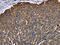 Keratin 31 antibody, CSB-PA122155, Cusabio, Immunohistochemistry paraffin image 