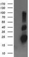 Ras Homolog Family Member J antibody, M09259, Boster Biological Technology, Western Blot image 