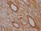 TRAP antibody, CSB-RA786226A0HU, Cusabio, Immunohistochemistry frozen image 