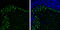Myosin Heavy Chain 10 antibody, GTX634160, GeneTex, Immunohistochemistry frozen image 