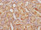 Fibroblast Growth Factor 19 antibody, CSB-PA008624EA01HU, Cusabio, Immunohistochemistry frozen image 